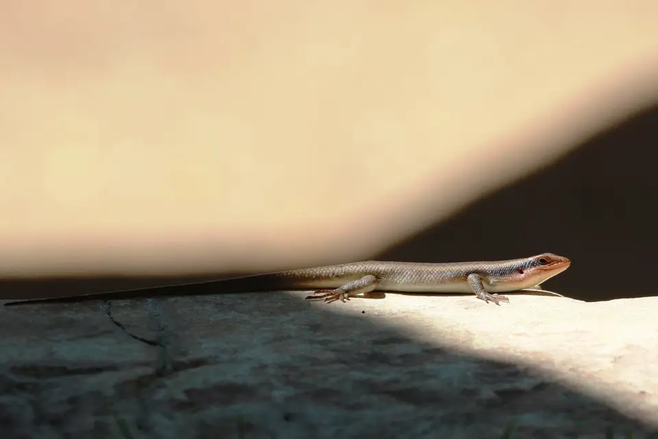 Na23_4475.JPG