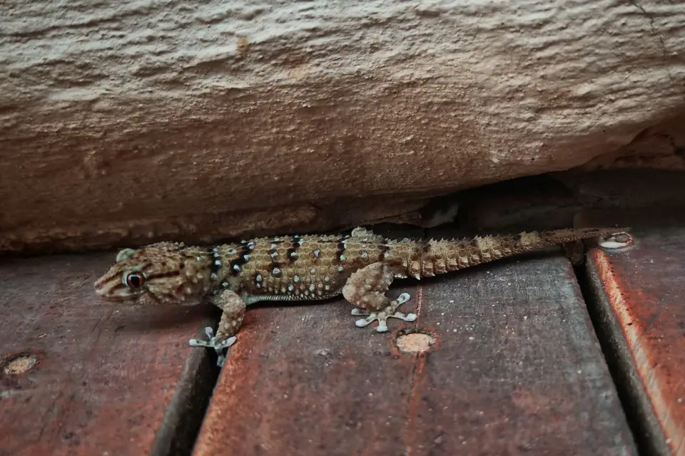Na25a_0590.jpg
