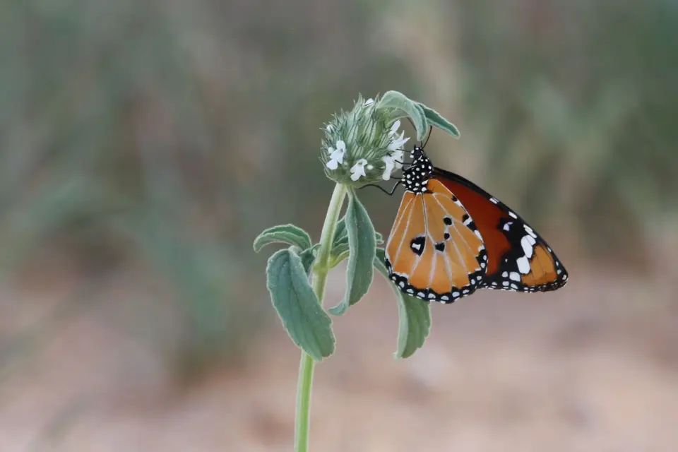 Na25a_0839.JPG