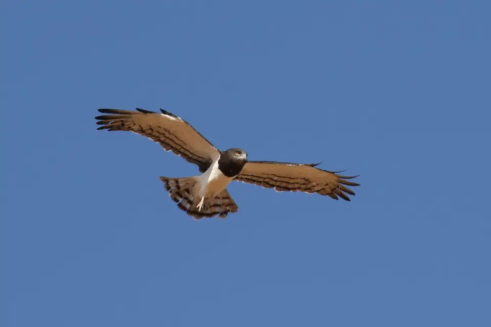 Na25a_3143.JPG