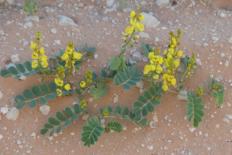 Na25a_5647.JPG