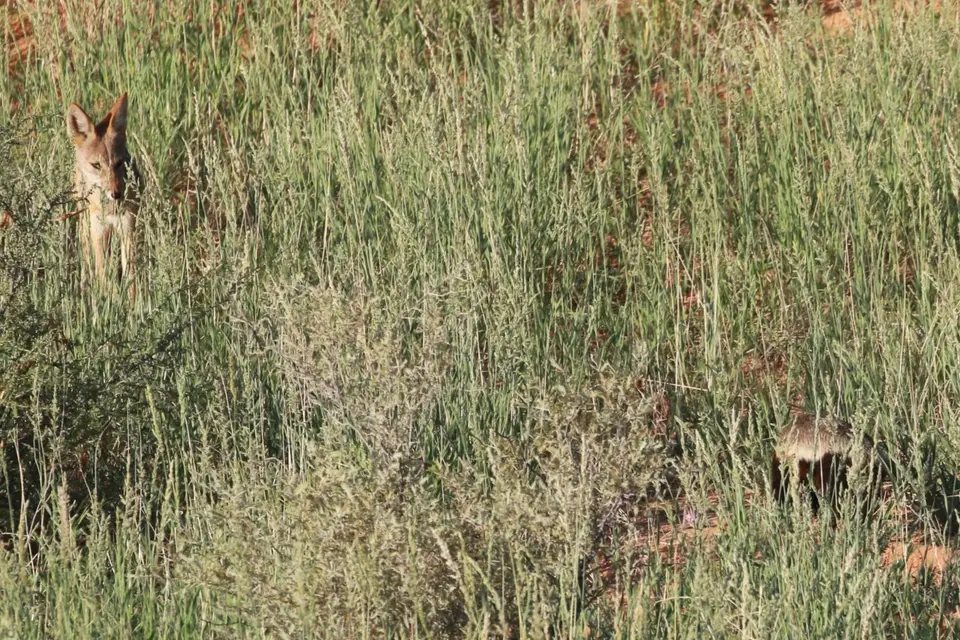 Na25a_5715.JPG