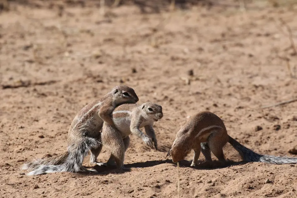 Na25b_0640.JPG