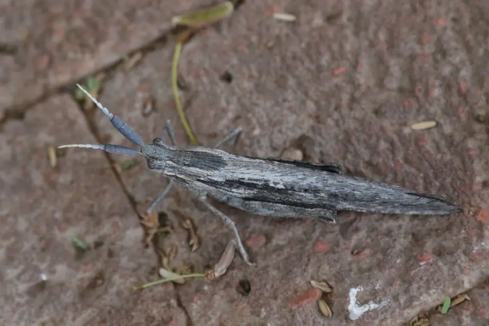 Na25b_10860.JPG