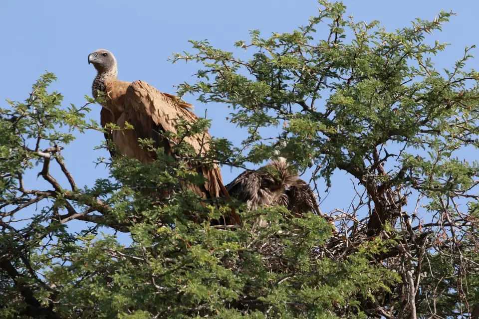 Na25b_9538.JPG