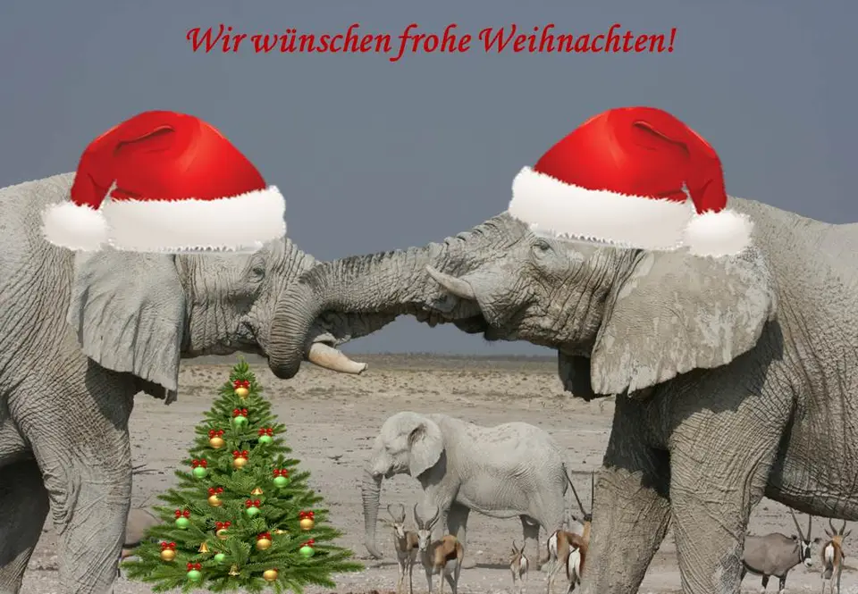 Weihnacht_Etosha.jpg