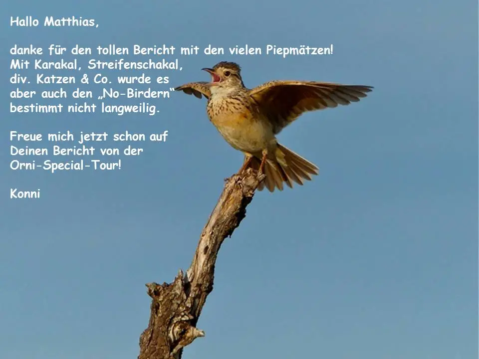 foromatte.jpg