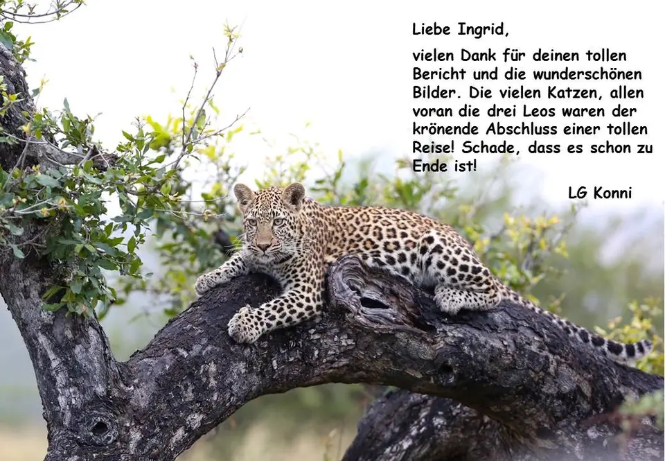 franzike.jpg