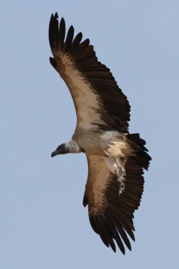 h5586d60.JPG