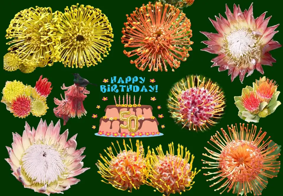 protea.jpg