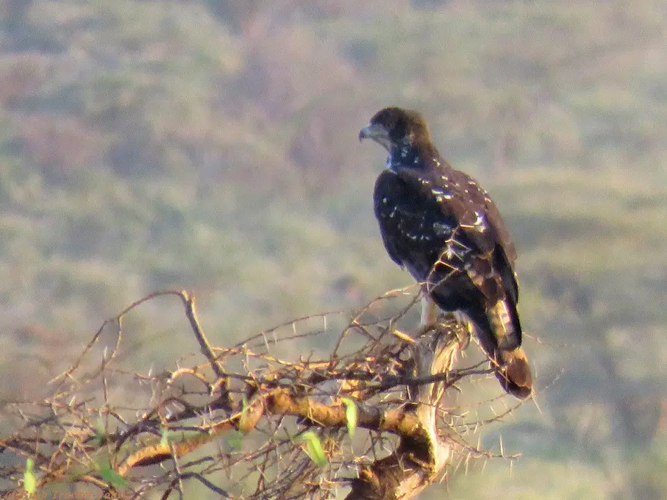 AfricanHawk-Eagle.jpg