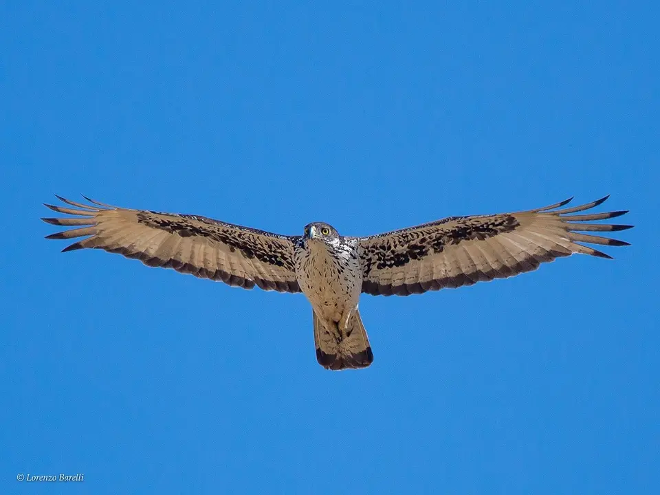 AfricanHawkEagleLorenzo.jpg