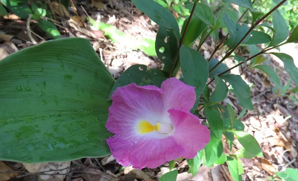 AfricanRoseGinger-Siphonochiluskirkii.jpg