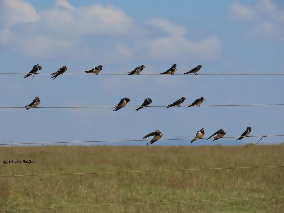 BarnSwallows.jpg