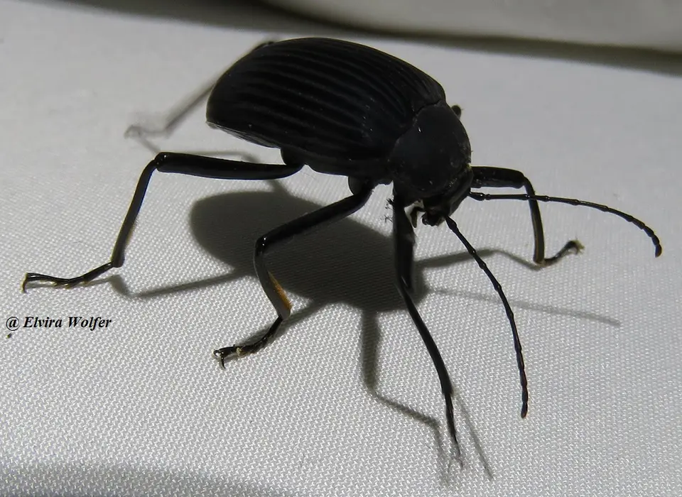 Beetleblack.jpg