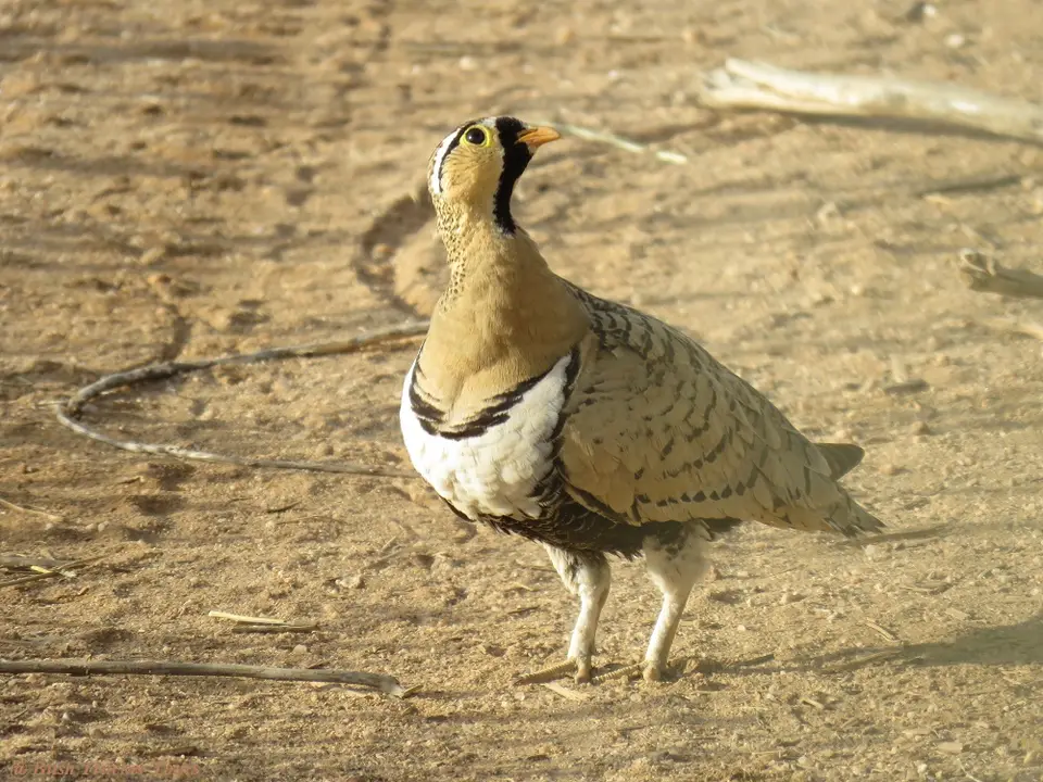 Black-facedSandgrouse.jpg
