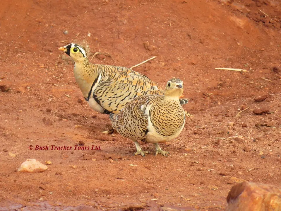 BlackfacedSandgrouse.jpg