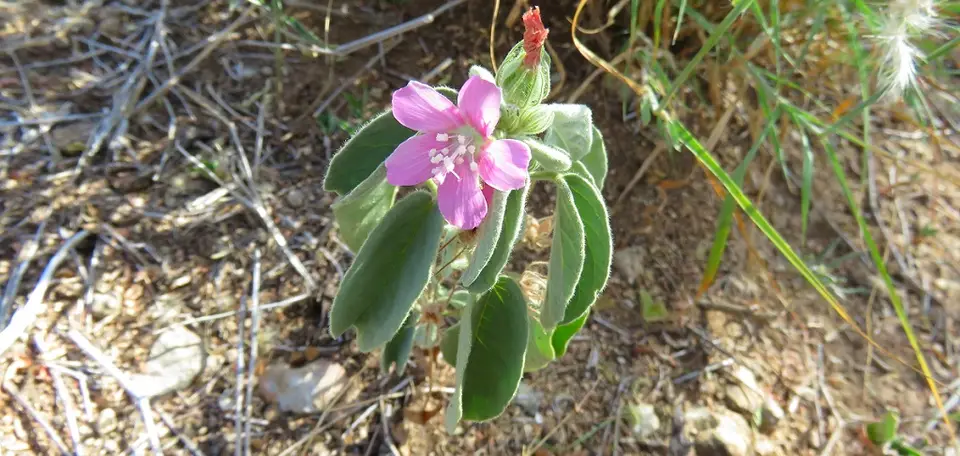 Blumerosa.jpg