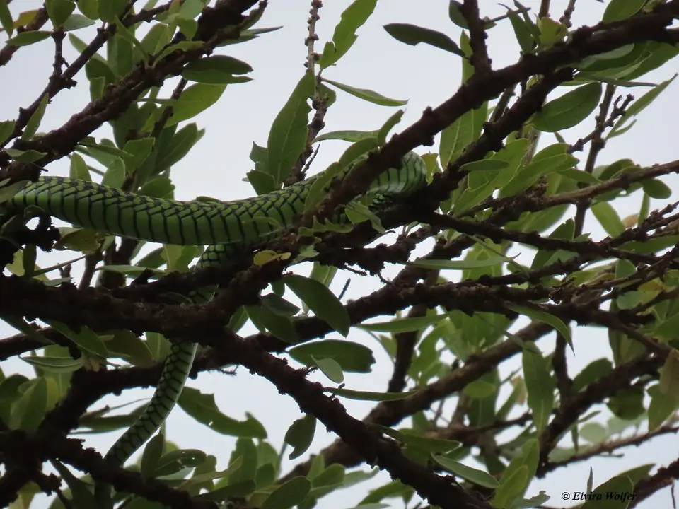 Boomslang2.jpg