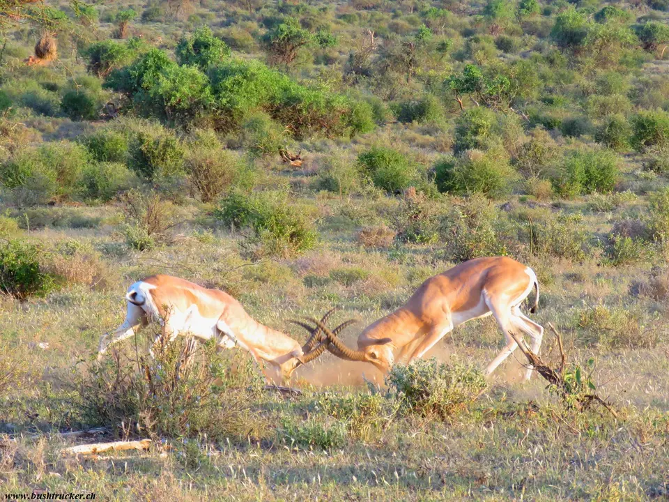 Bright'sGazellefighting.jpg