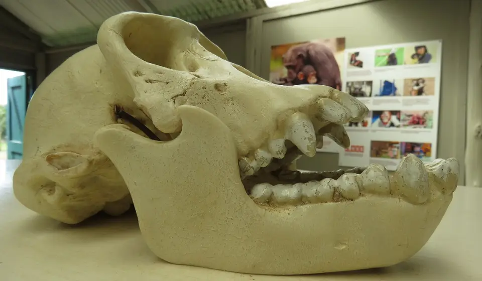 Chimpanzeeskull.jpg