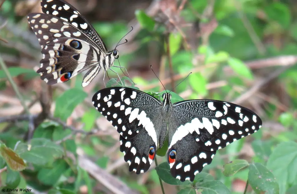 CitrusSwallowtail.jpg
