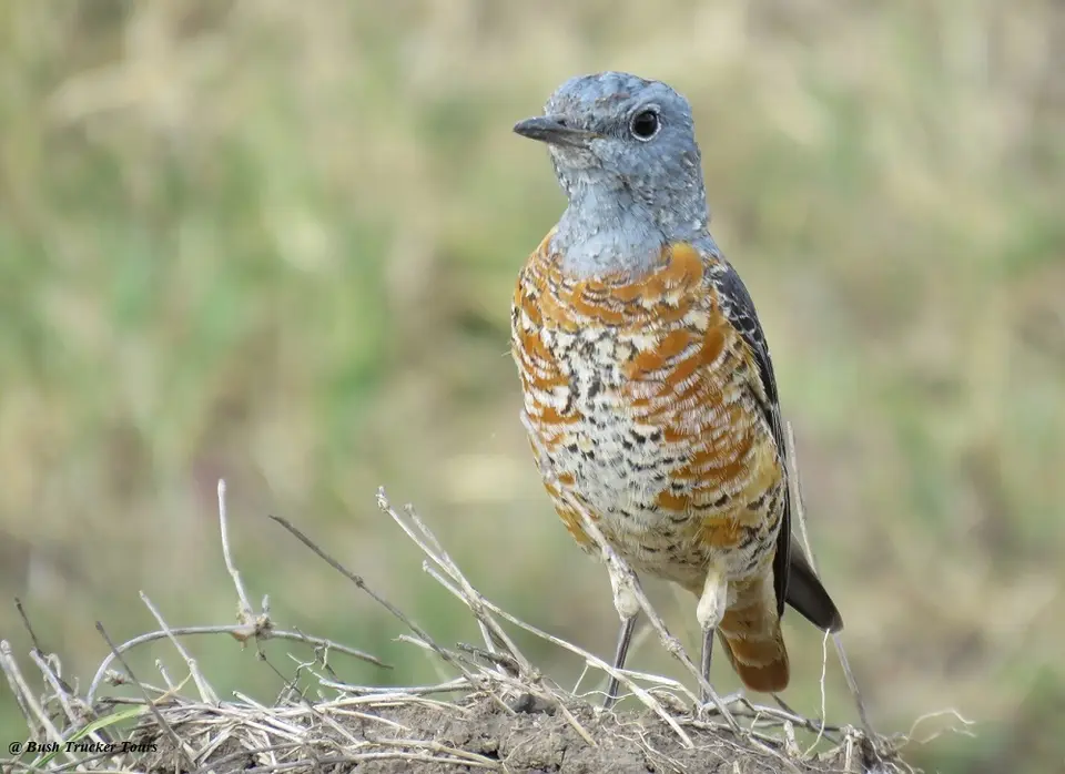 CommonRockThrush.jpg