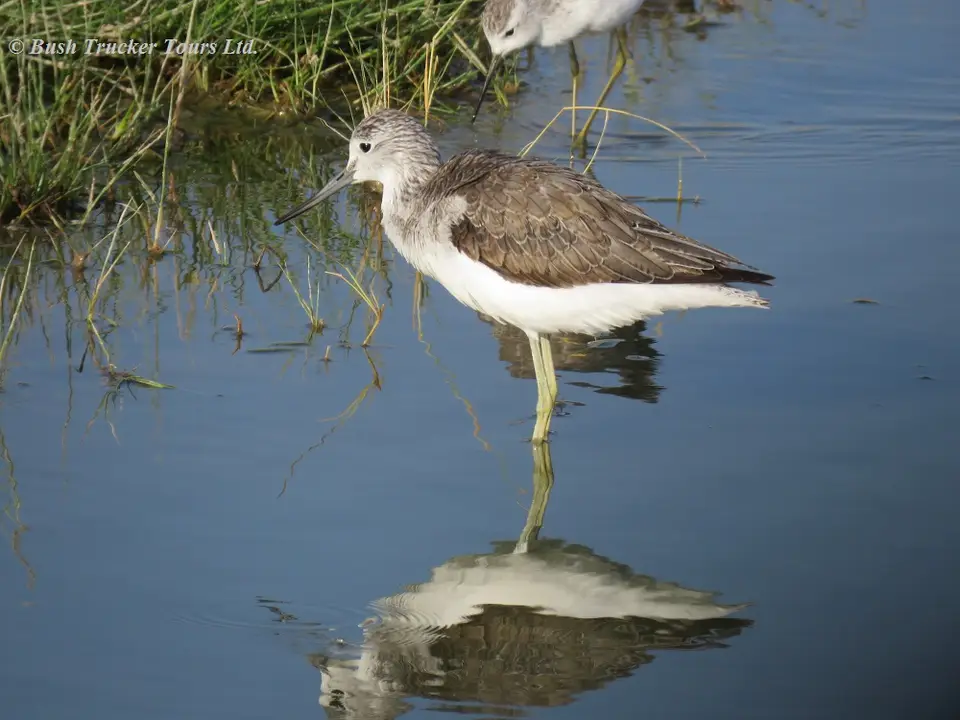 Commongreenshank.jpg