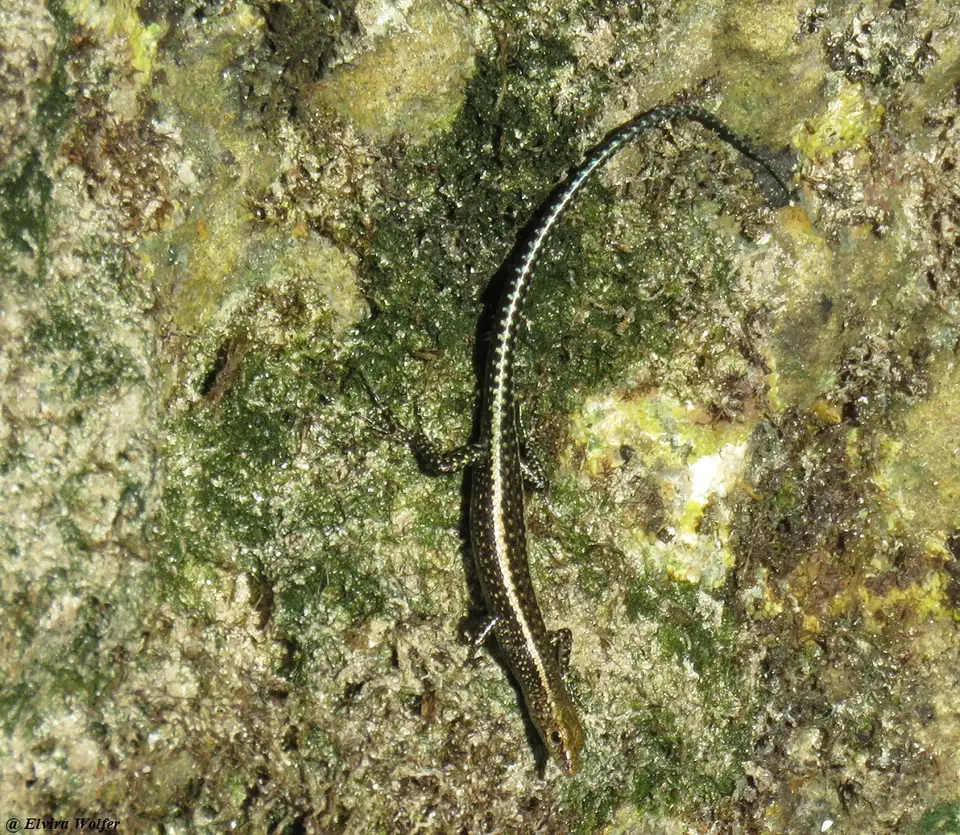 CoralRagSkink.jpg