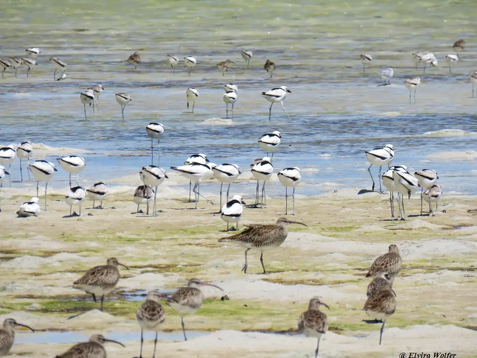 CrabPlovers,Whimbrel.jpg