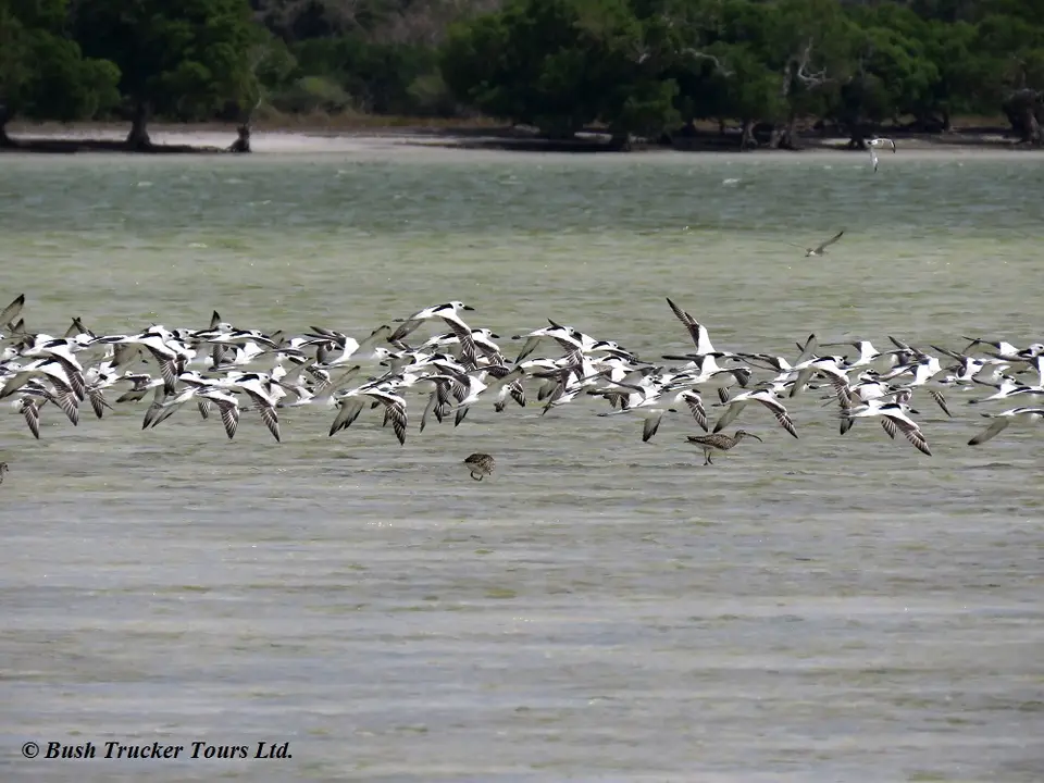 CrabploverWhimbrelflying.jpg