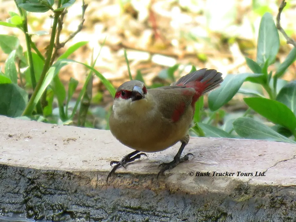 CrimsonrumpedWaxbill.jpg