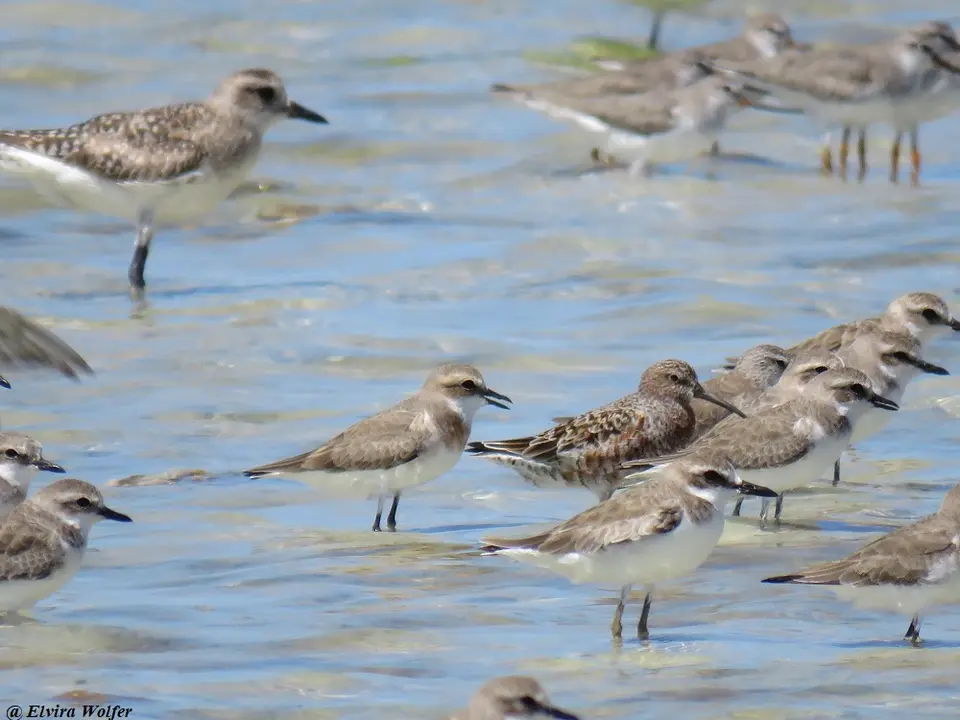 CurlewSandpiper,MongolianSandpiper.jpg