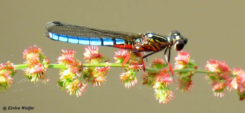 DancingJewel-Platycyphacaligata.jpg