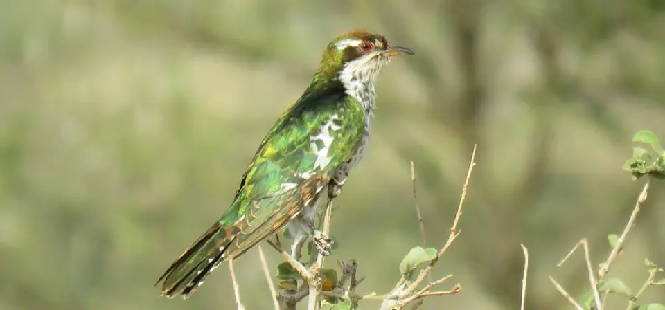 DiederickCuckoo.jpg