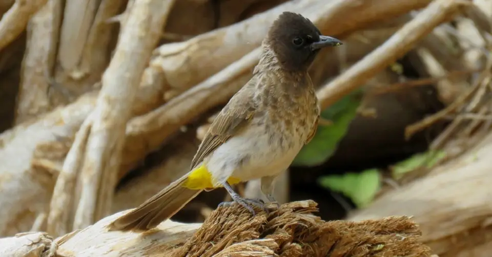 Dodson'sBulbul.jpg