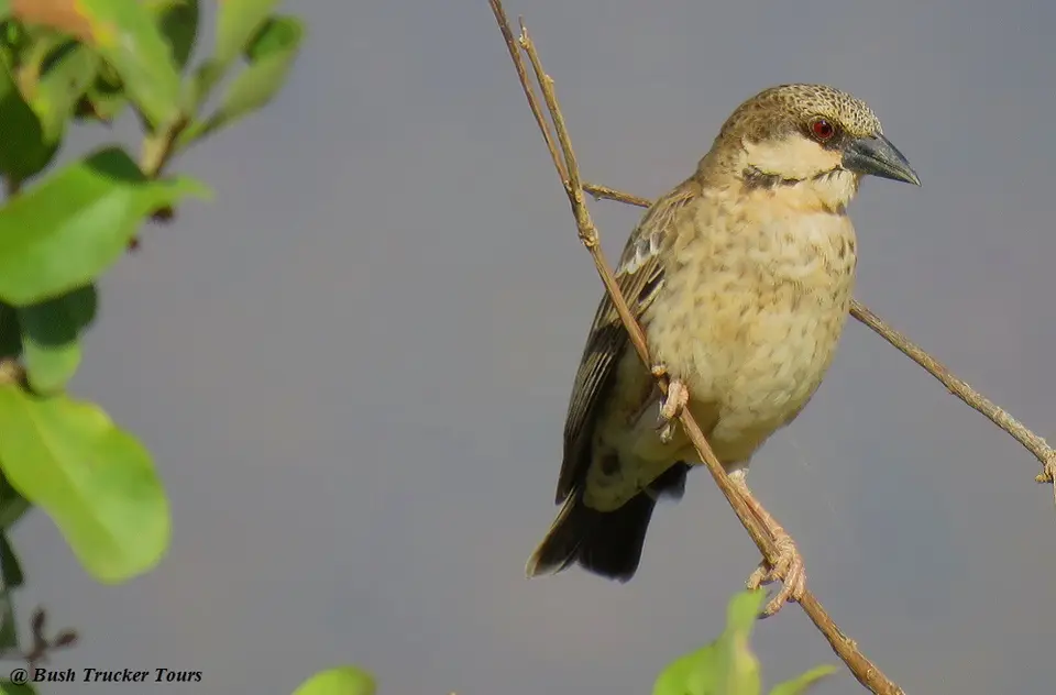Donaldson-Smith'sSparrow-Weaver.jpg