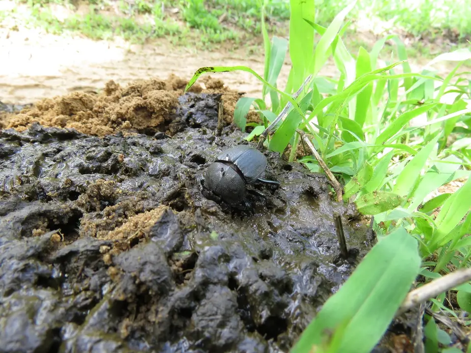 DungBeetle.jpg