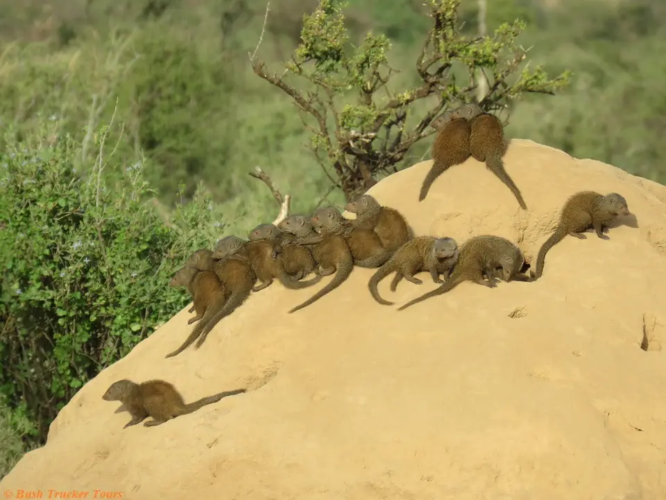 DwarfMongoose1.jpg