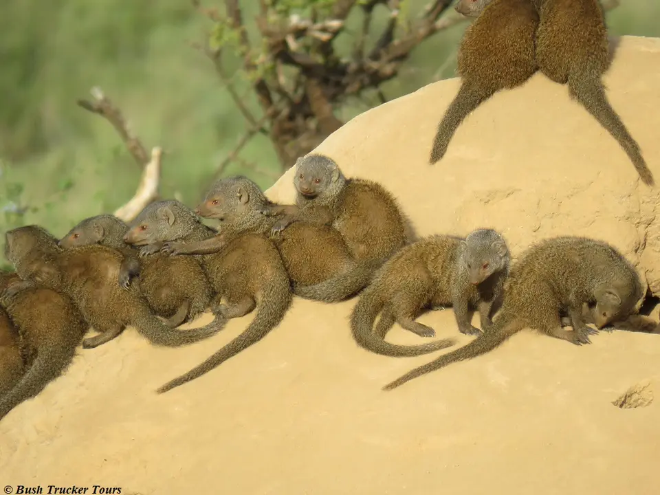 DwarfMongoose2.jpg