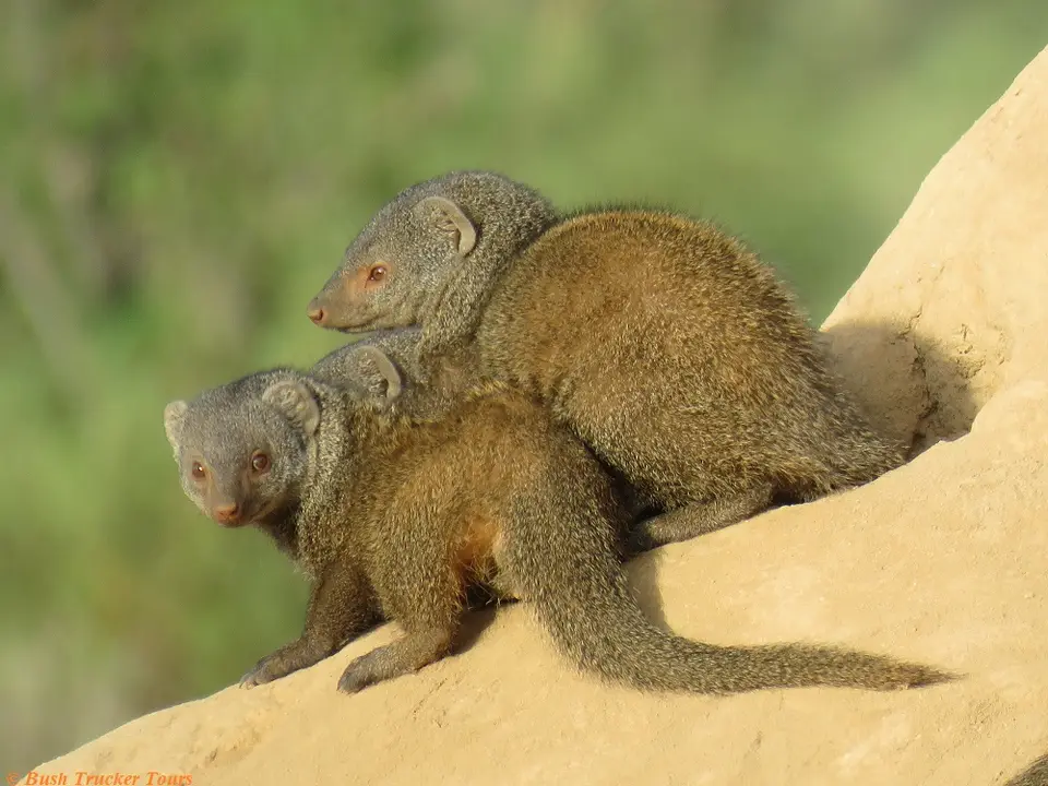 DwarfMongoose4.jpg
