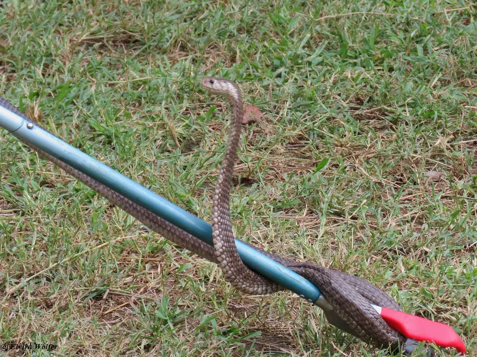EasternForestCobra1.jpg