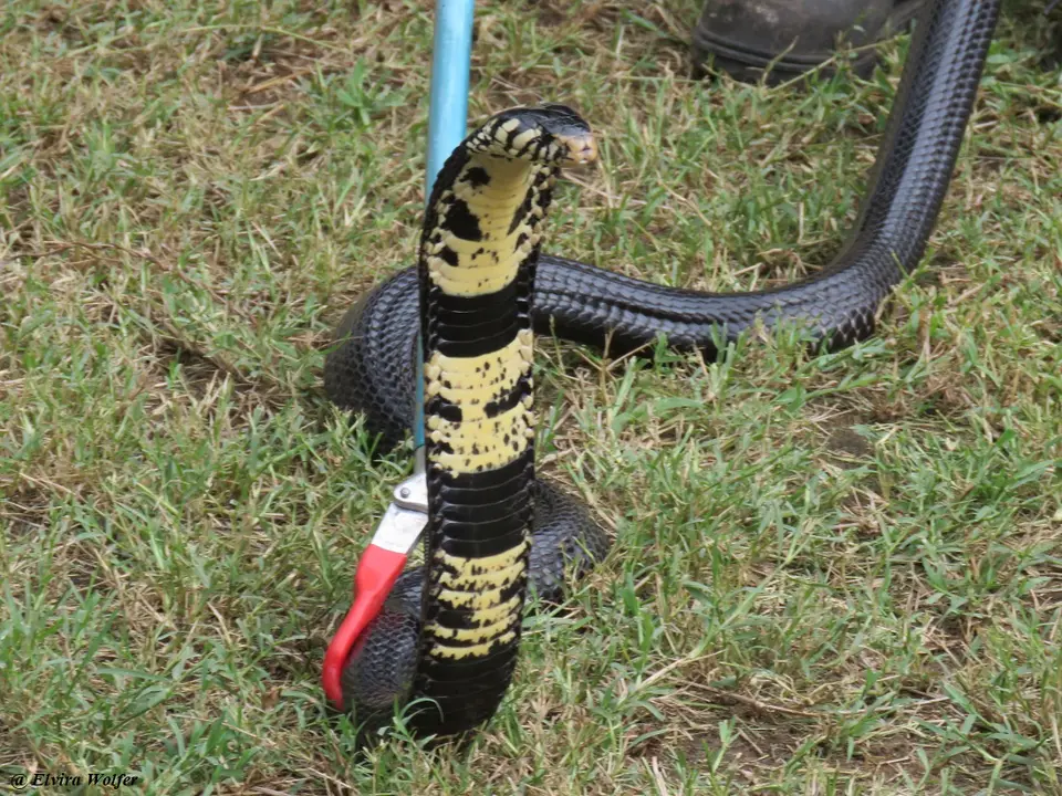 EasternForestCobrablack1.jpg