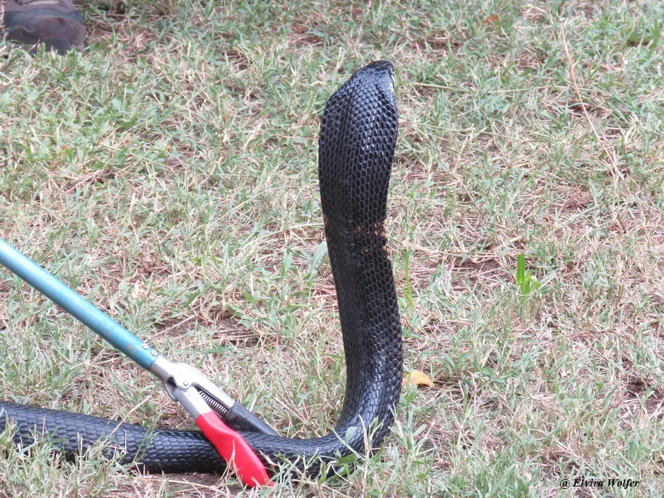 EasternForestCobrablack3.jpg
