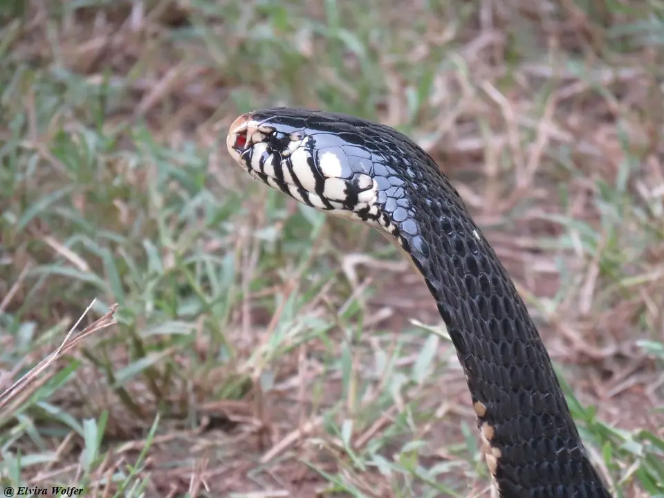 EasternForestCobrablack4.jpg