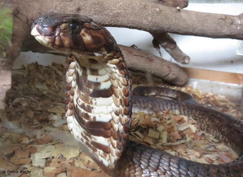 EgyptianCobra.jpg