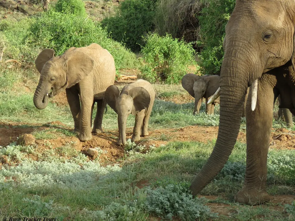 ElefantenbabiesinSamburu.jpg