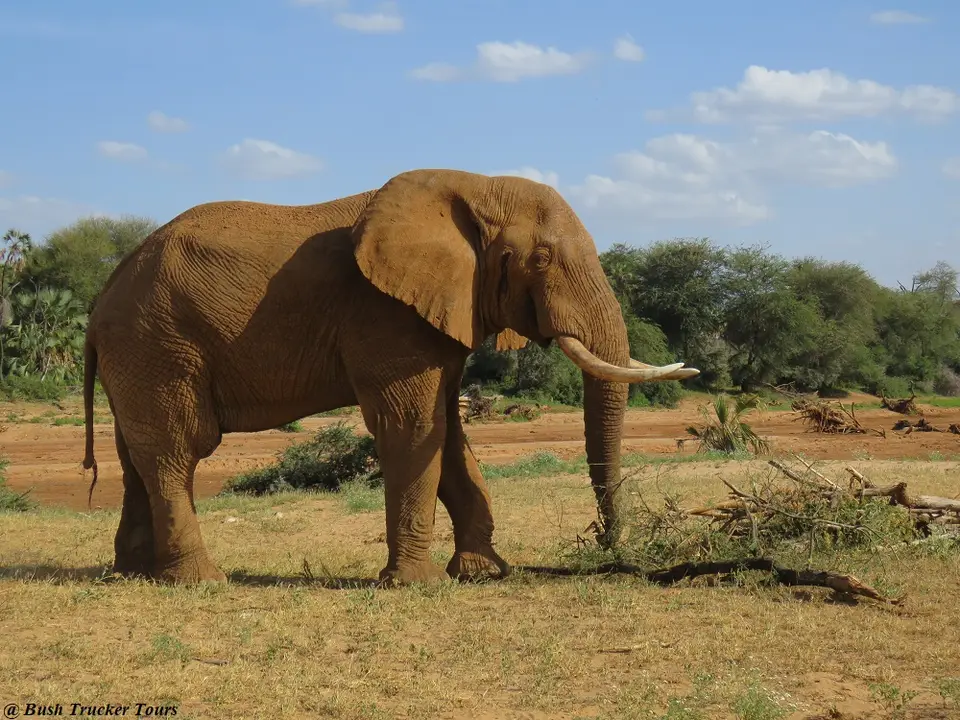 ElefantenbulleSamburu1.jpg