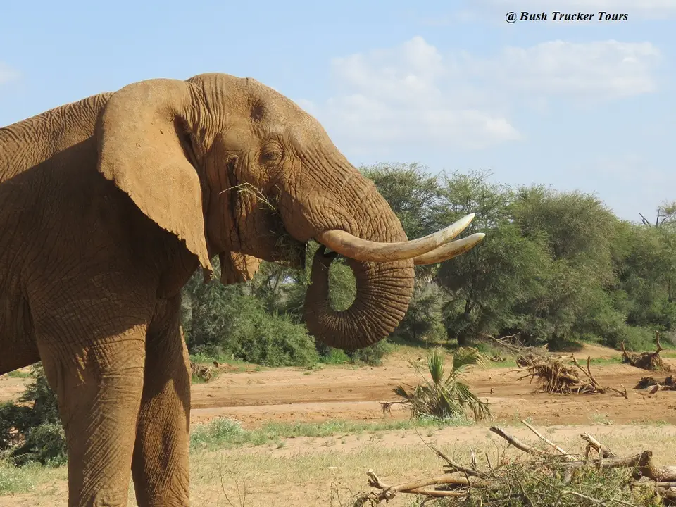 ElefantenbulleSamburu3.jpg