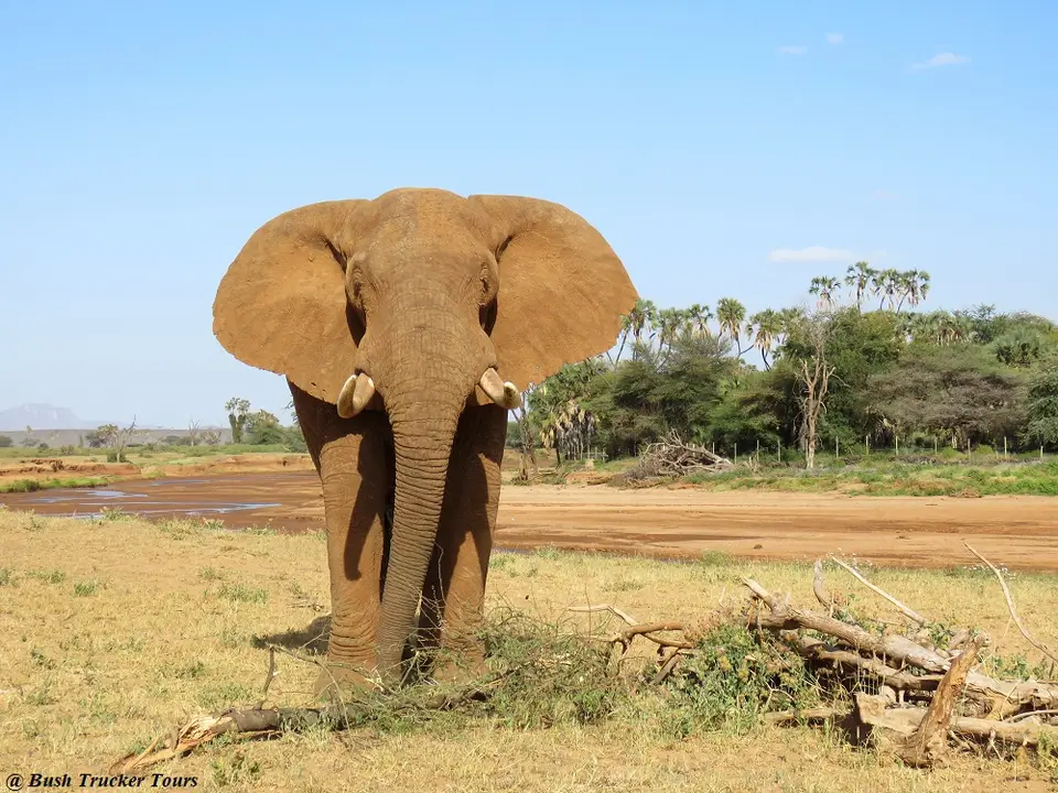ElefantenbulleSamburu4.jpg